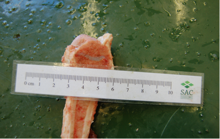 Bone showing expanded distal radial growth plate in a hogg with rickets