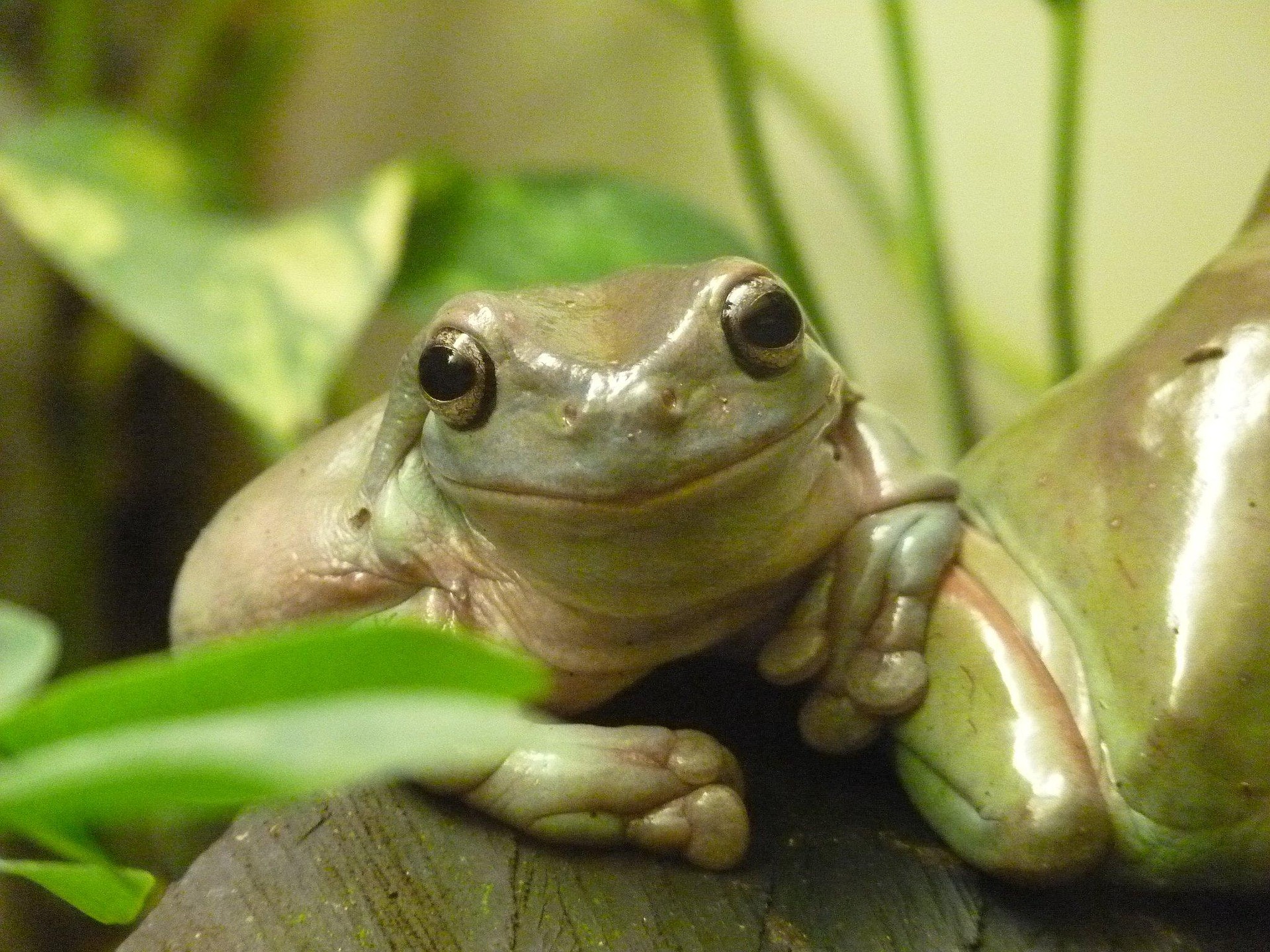 A frog