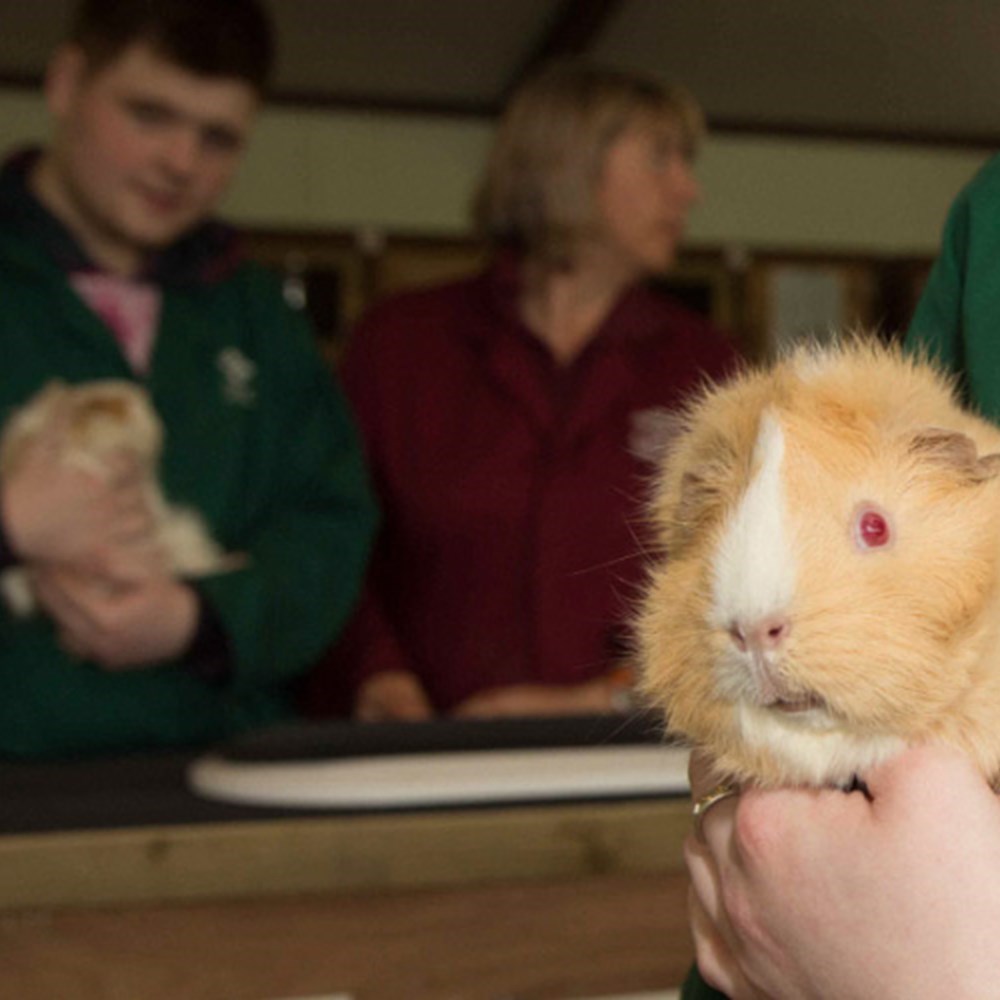 BSc (Hons) Applied Animal Science SRUC