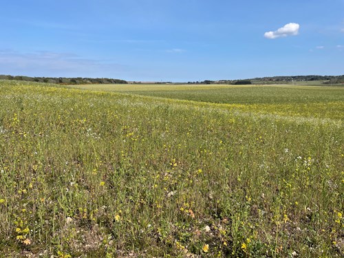 Field with flowers