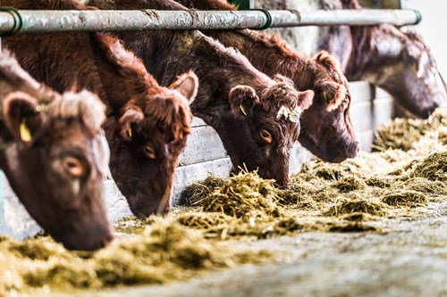A row of brown cows eating feed
