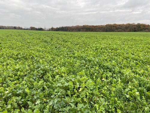 Green cover crops in field