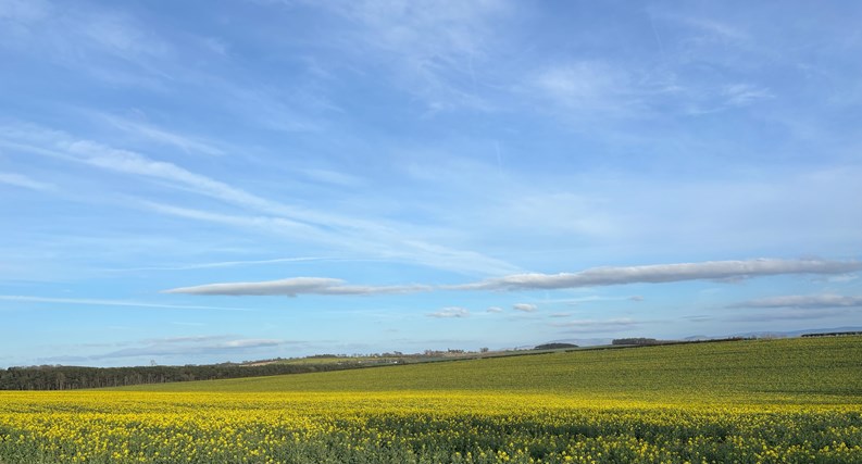A meadow of yellow flowers