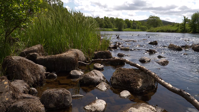 A riverside, with rocks, a log and long grass at the water's edge.