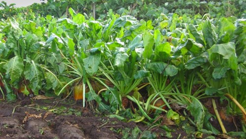 Beet in a field