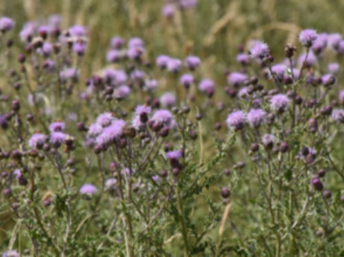 Creeping thistle