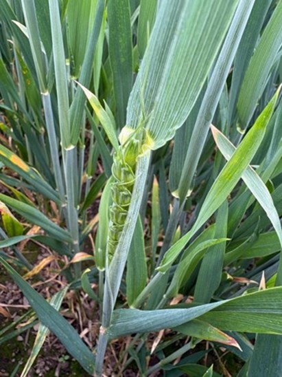 A close up of a head of wheat sprouting