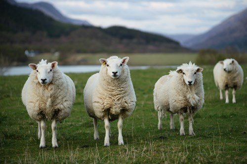 Sheep look into the camera with a blurred highlands landscape behind them