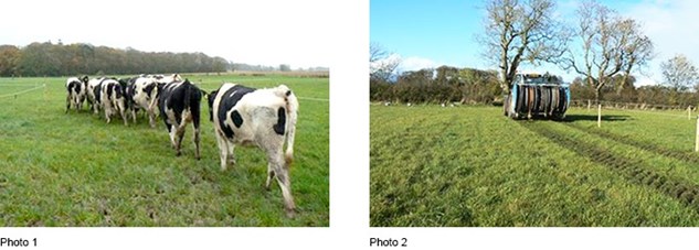 Heifer and tractor compaction
