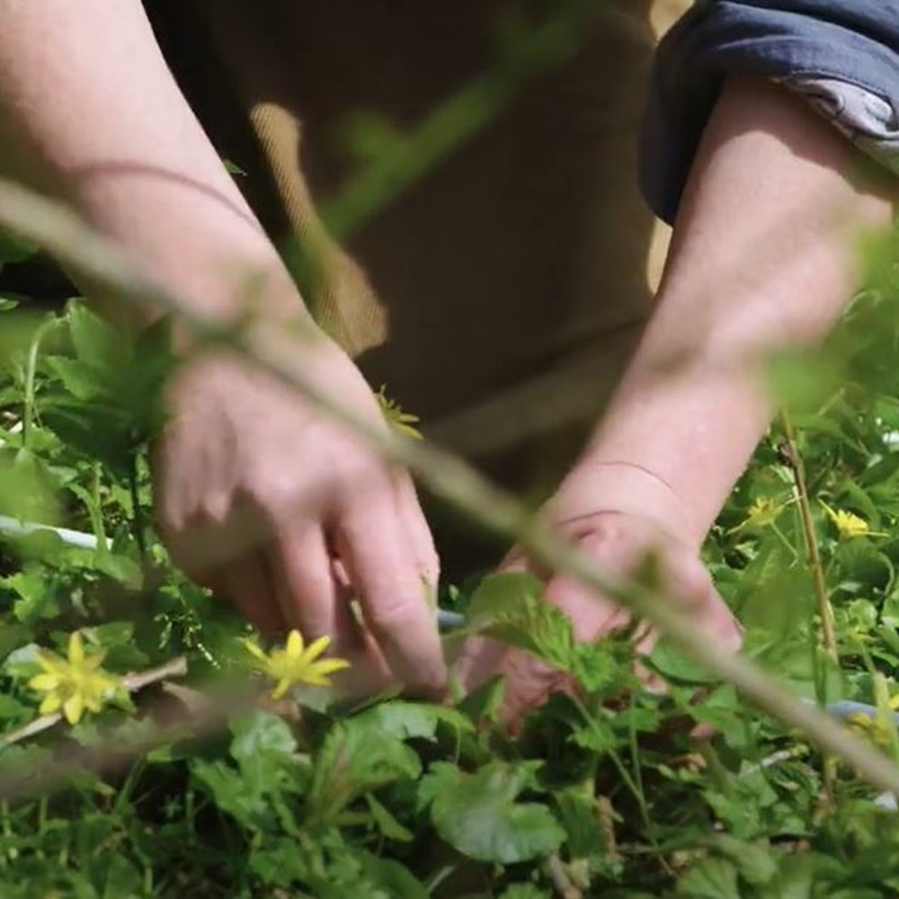 BSc (Hons) Wildlife and Conservation Management | SRUC