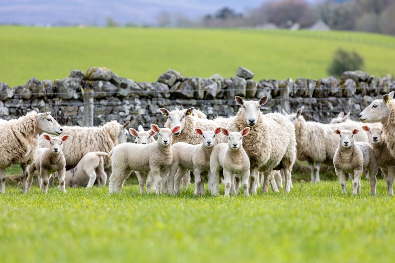 Sheep and lambs in a paddock