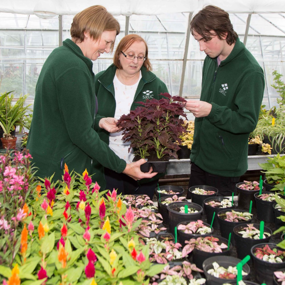 Postgraduate horticulture