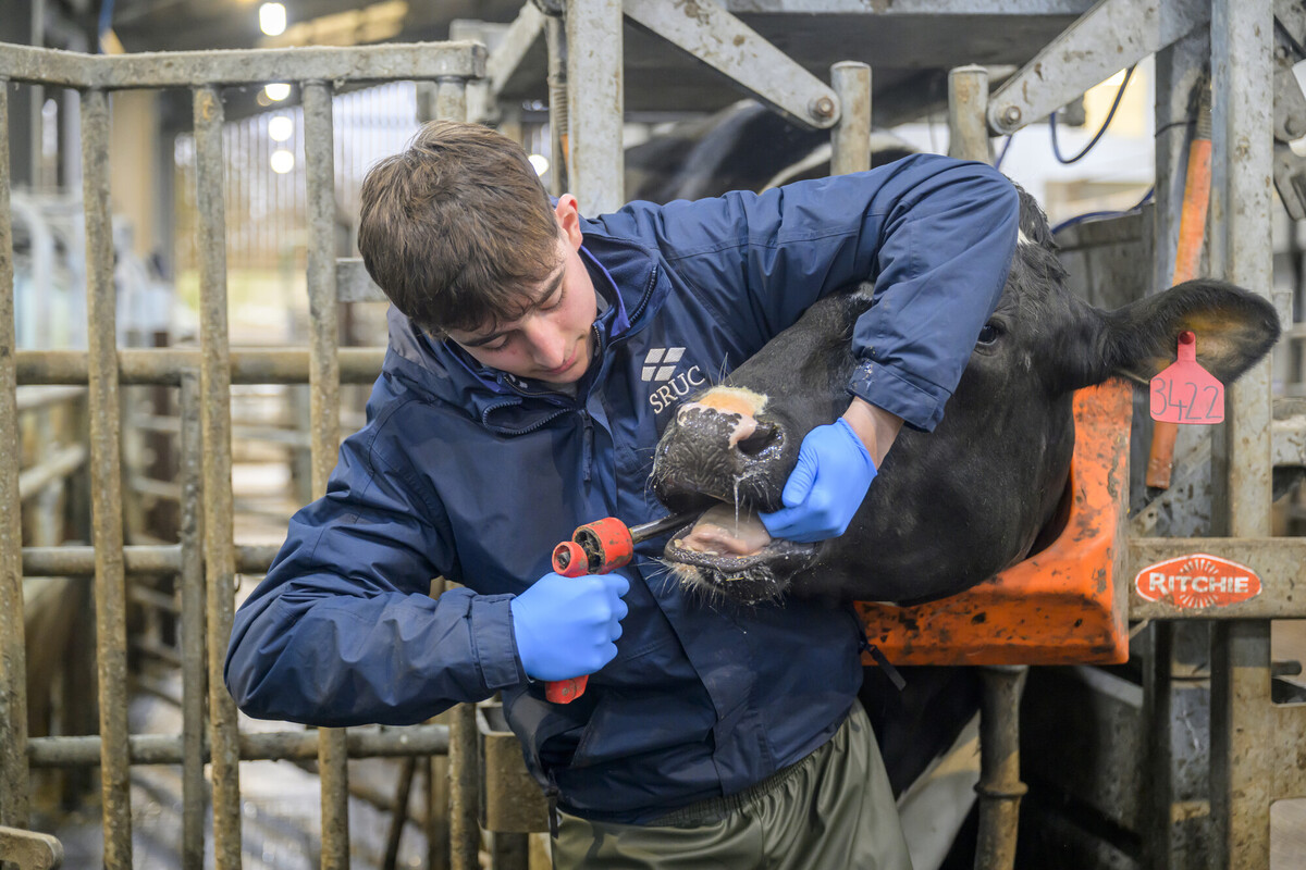 Student giving a cow an oral injection