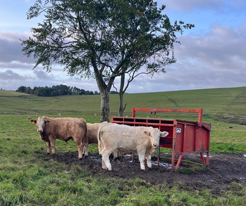 Creep feeding calves