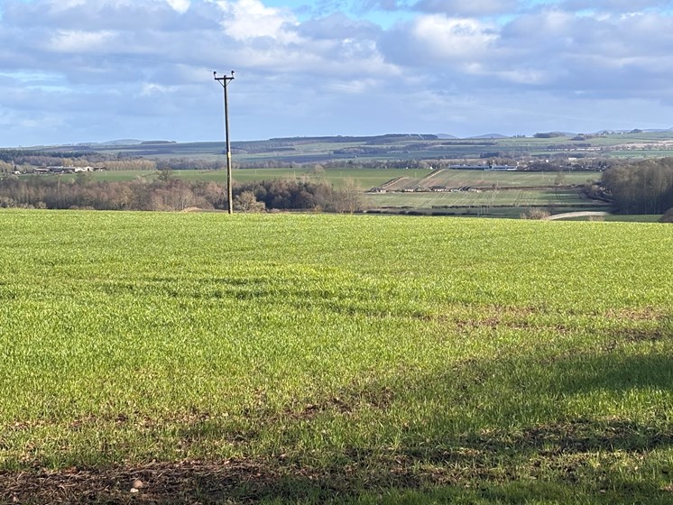 A field of short wheat