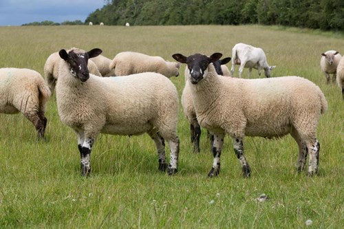 two sheep in field