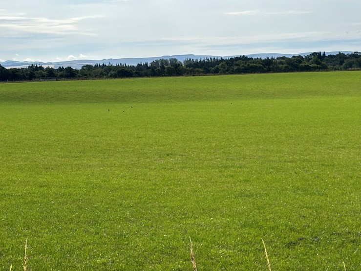 A green field