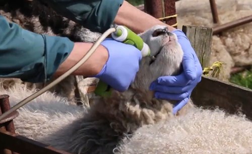 lamb being drenched