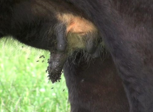 Flies on cattle