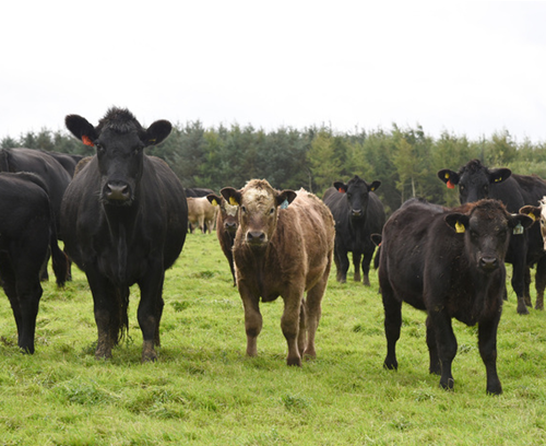 Three cows standing in a line in grassy field