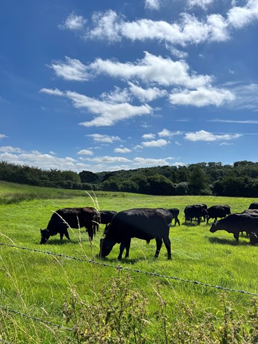 Cows on grass