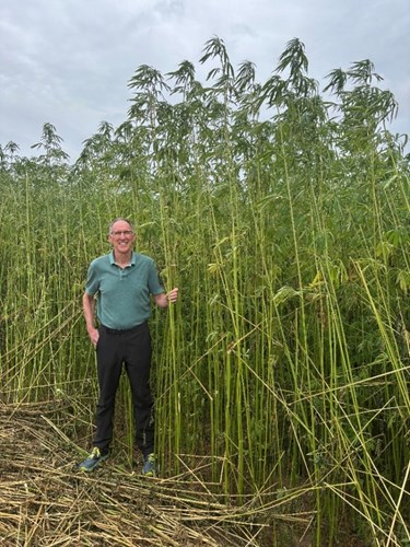 Man standing next to tall hemp plant