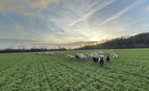 Sheep grazing