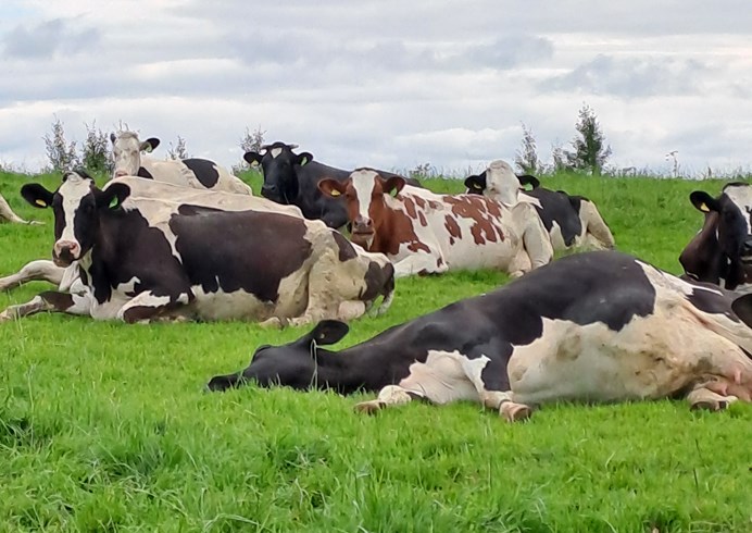 Happy cows showing group resting behaviour