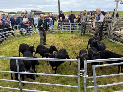 Crofters participate in an agricultural show in Uist, Scotland