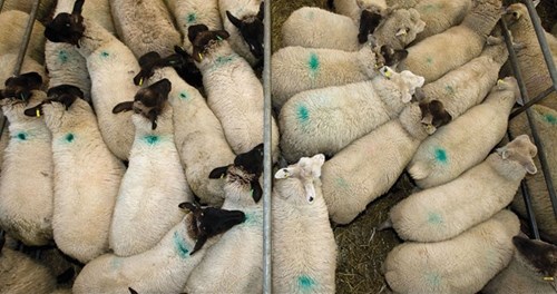 fat lambs