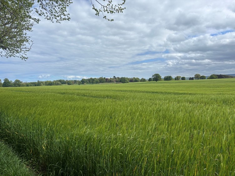 A field of long green crops.