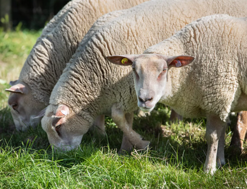 Three sheep grazing in a grass field