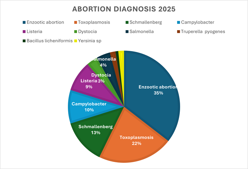 A pie chart showing the proportions of different causes of abortion diagnoses in 2025. The largest category is Enzootic abortion at 35%, followed by Toxoplasmosis at 22%, Schmallenberg at 13%, and Campylobacter at 10%. Other causes include Listeria at 9%, Dystocia at 3%, Salmonella at 4%, Trueperella pyogenes at approximately 2%, Bacillus licheniformis at approximately 1%, and Yersinia species at less than 1%.
