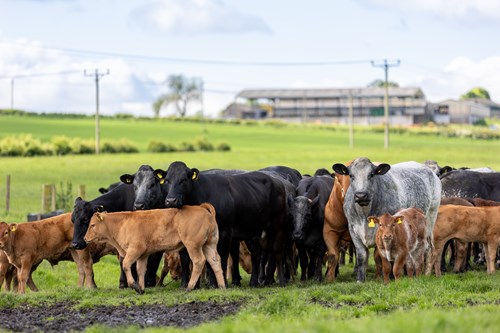 Beef cows standing in a grassy field