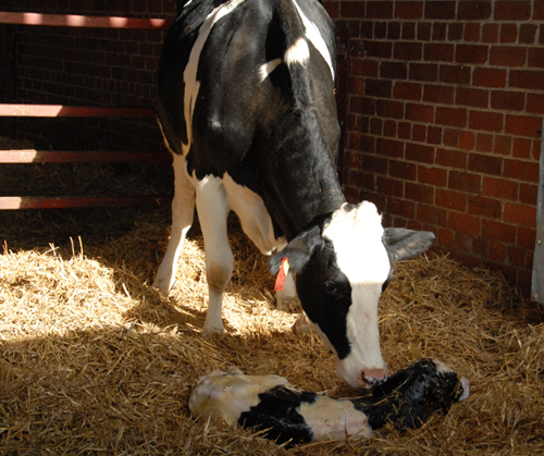 Dairy cow and calf