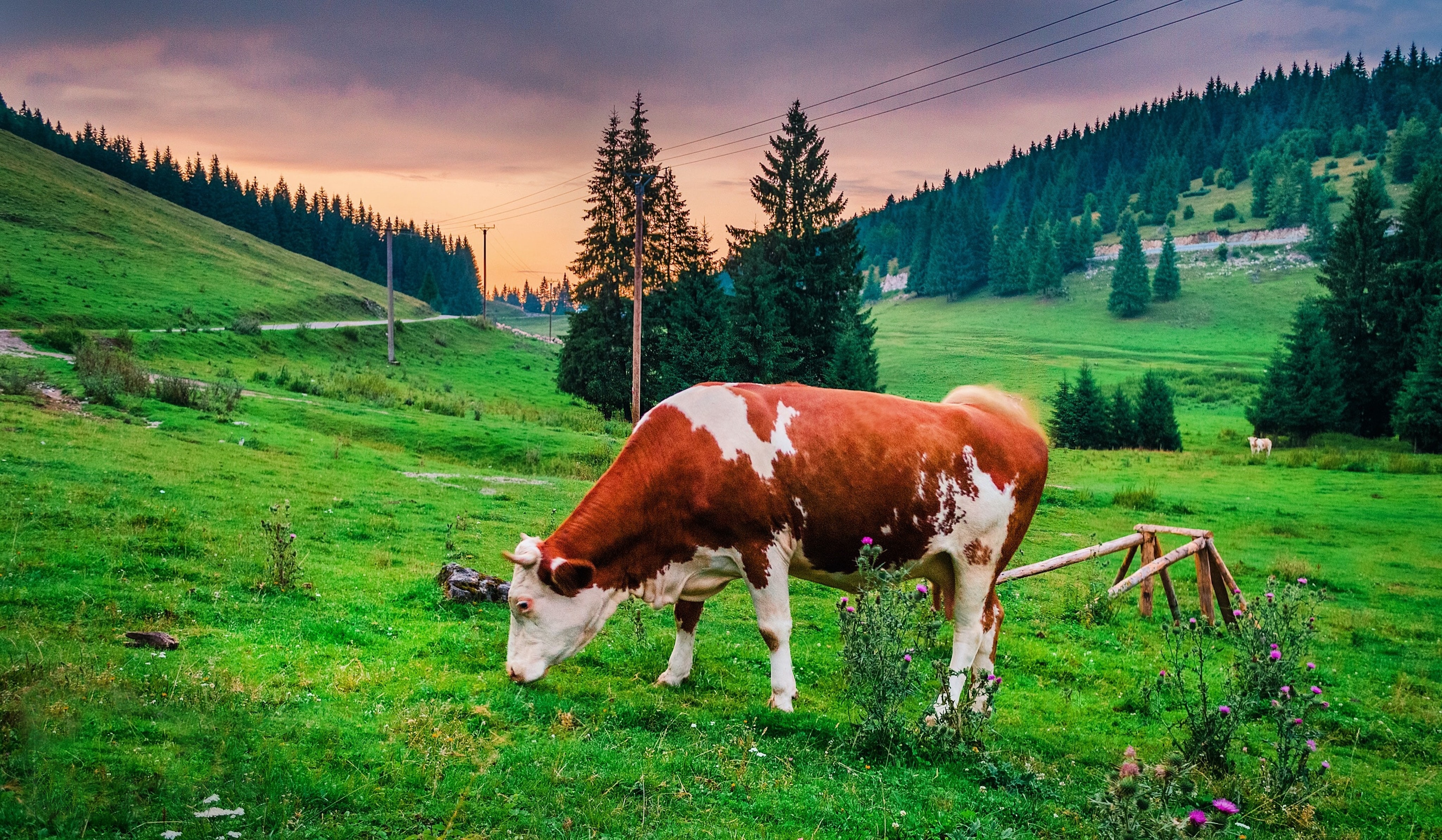 Premium Cattle Health Scheme SRUC